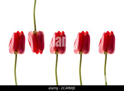 Red tulips isolated on white background. A row of ideal tulips. Stock Photo