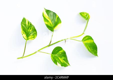 Golden pothos or devil's ivy leaf on white background. Stock Photo