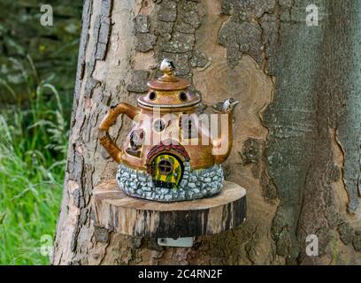 Imaginary quirky miniature teapot cottage on tree in fairy trail, Archerfield Estate, East Lothian, Scotland, UK Stock Photo