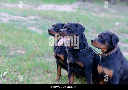 Portrait of three rottweiler dogs with interest looking into the distance. Three rottweilers are sitting on a green lawn. dog keeper. Selective focus. Stock Photo