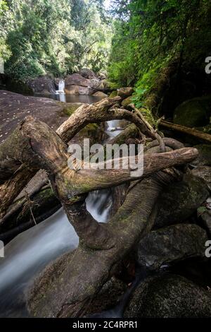 Beautiful view to green rainforest river with fallen tree log, Serrinha Ecological Reserve in the mountains of Rio de Janeiro, Brazil Stock Photo