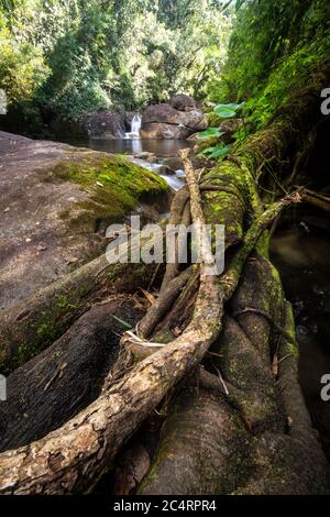 Beautiful view to rainforest river with green slime on fallen tree log, Serrinha Ecological Reserve in the mountains of Rio de Janeiro, Brazil Stock Photo