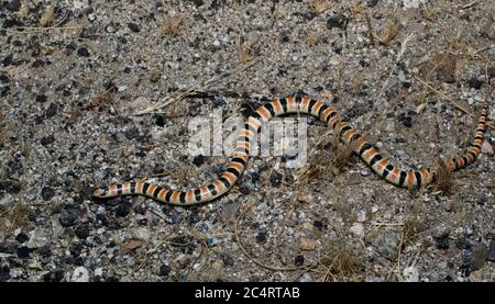 A colorful Western Shovel-nosed Snake (Chionactis occipitalis) on the sandy desert floor in Borrego Springs, California Stock Photo