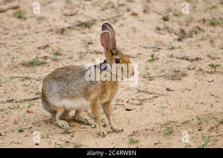 A Black-naped Hare (Lepus nigricollis) on sandy ground in Yala National Park, Sri Lanka Stock Photo