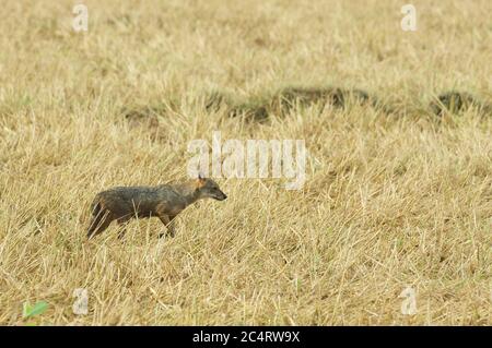 A Sri Lankan Jackal (Canis aureus naria) hunting in a field of dry grass near Yala National Park, Sri Lanka Stock Photo