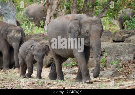 A group of Sri Lankan Elephants (Elephas maximus maximus) at Kalawewa National Park, North Central Province, Sri Lanka