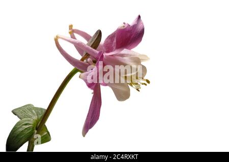 Columbine (Aquilegia) with white background, left. Stock Photo