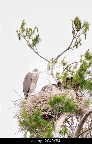 Juvenile Great Blue Heron stands on the edge of the nest and another chick is lying in the nest. Stock Photo