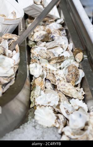 Discarded oyster shells at an oyster stall. Stock Photo
