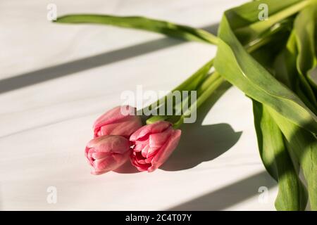 Three pink tulips in hard light create shadows on a sandstone background. Stock Photo
