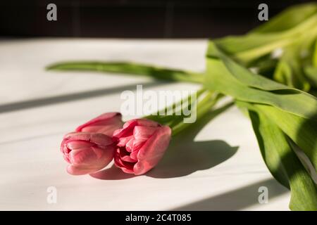 Three pink tulips in hard light create shadows on a sandstone background. Stock Photo