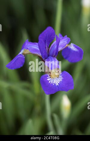 A purple Siberian iris (Iris sibirica), also known as Siberian flag, blooming in a garden in Massachusetts, USA. Stock Photo