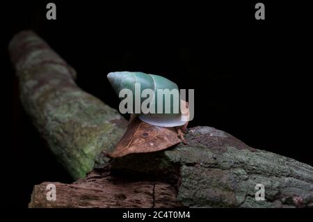 A Sri Lanka Green Snail (Beddomea albizonatus) on a brown leaf on a tree branch at night in Knuckles Forest Reserve Stock Photo