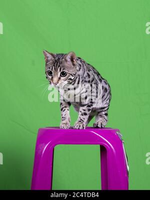 Vertical shot of a pure breed Bengal cat sitting on a purple plastic stool with a green background Stock Photo