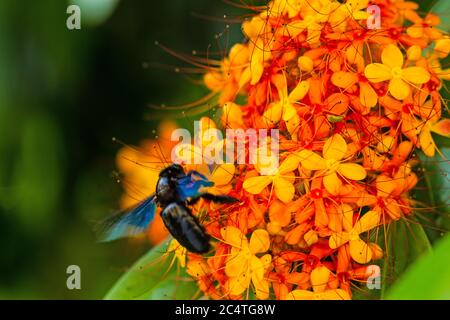Close-up the colorful orange and yellow blooms of Saraca asoca (Saraca indica Linn, Asoka; Saraca) and bumble bee Stock Photo