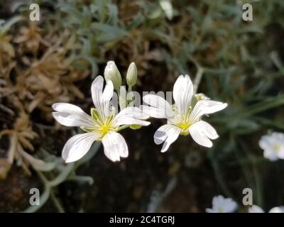 White Cerastium, also known as mouse-ear chickweed, flowers and buds, on a blurred background of green leaves Stock Photo