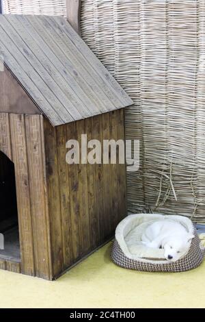 A wooden doghouse for a dog in a straw room  Stock Photo