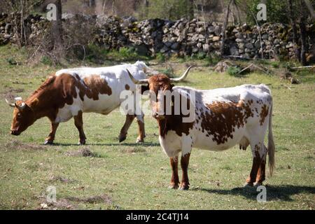 Closeup shot of a white and brown Texas Longhorn cattle in a field during daylight Stock Photo