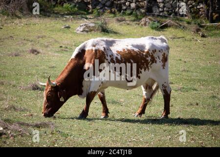 Closeup shot of a white and brown Texas Longhorn cattle in a field during daylight Stock Photo