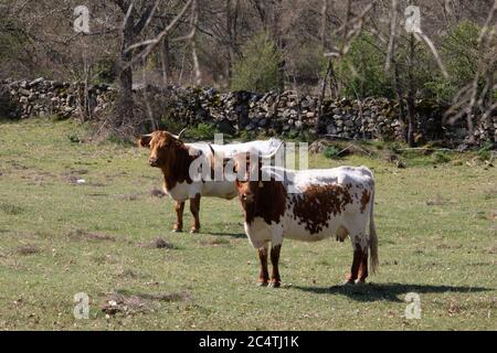 Panoramic shot of a white and brown Texas Longhorn cattle in a field during daylight Stock Photo