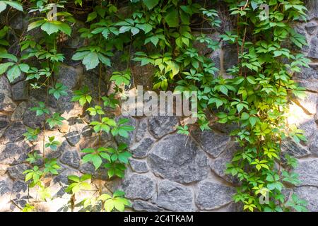 Stone wall in the garden entwined with a green plant Stock Photo