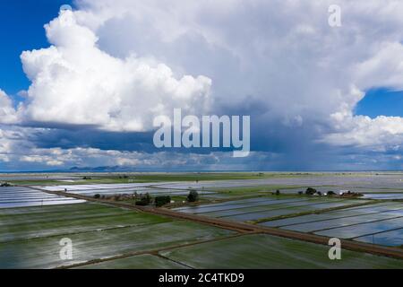 Aerial views of flooded rice fields in the spring in Colusa County California near Maxwell Stock Photo