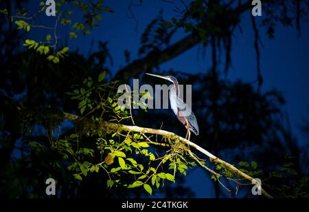 An endangered Agami Heron (Agamia agami) at night during a bird watching tour in the Amazon Rainforest, Yasuni national park, Ecuador. Stock Photo