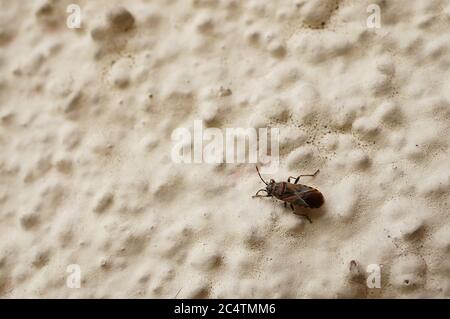 Closeup shot of a small bug on a beige grainy surface Stock Photo