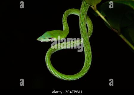 An adult Long-nosed Whipsnake (Ahaetulla nasuta) coiled at night in the lowland rainforest of Kalutara, Sri Lanka