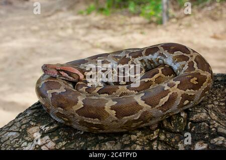 An Indian Python (Python molurus) coiled on a tree branch in Yala National Park, Sri Lanka Stock Photo