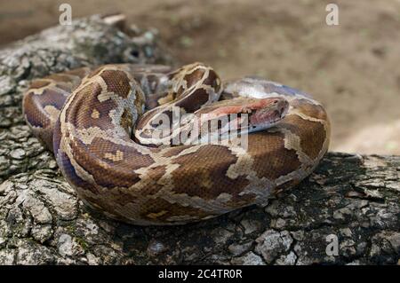 An Indian Python (Python molurus) coiled on a tree branch in Yala National Park, Sri Lanka Stock Photo