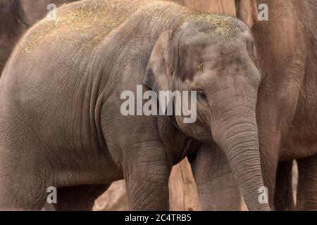 A young female (cow) Asian Elephant at Chester Zoo (in the NW of England) standing near other members of the family. The straw is feeding debris. Stock Photo