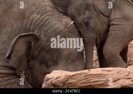 Two adorable female Asian Elephants: playful interaction between family members of these beautiful, intelligent creatures at Chester Zoo in the UK Stock Photo