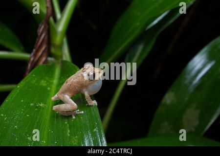 A calling male Common Shrub Frog (Pseudophilautus popularis) on a leaf at night in the lowland rainforest of Kalutara, Sri Lanka Stock Photo