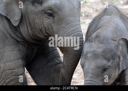Two female Asian Elephants: a charming interaction between family members of these beautiful, intelligent creatures at Chester Zoo in the UK Stock Photo