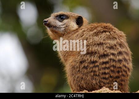 Meerkat on lookout duty at Chester Zoo. This small native of southern Africa is actually of the mongoose family. A social animal living in packs. Stock Photo