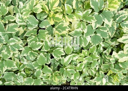 An overhead shot of a variegated plant Ground Elder, or Goutweed with attractive cream and green leaves Stock Photo