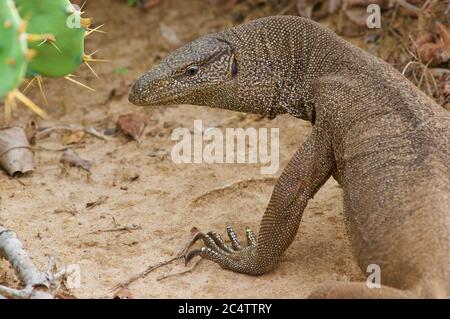 An adult Bengal Monitor (Varanus bengalensis) in the sand near Yala National Park, Sri Lanka Stock Photo