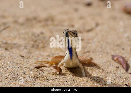 An adult male Pondichery Fan-throated Lizard (Sitana ponticeriana) in the sand near Yala National Park, Sri Lanka Stock Photo