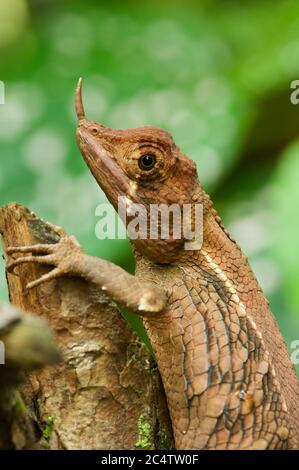 A male Rhino-horned Lizard (Ceratophora stoddartii) perched on a branch near Nuwara Eliya, Sri Lanka Stock Photo