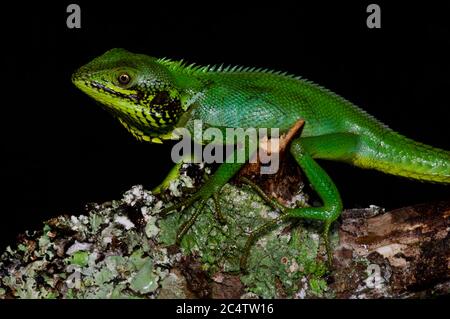 A Black-cheeked Lizard (Calotes nigrilabris) perched on a branch at night near Nuwara Eliya, Sri Lanka Stock Photo