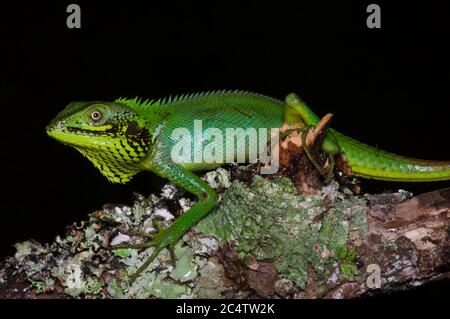 A Black-cheeked Lizard (Calotes nigrilabris) perched on a branch at night near Nuwara Eliya, Sri Lanka Stock Photo