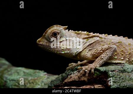 juvenile Hump-nosed Lizard (Lyriocephalus scutatus) clinging to a branch at night in Sri Lanka. Stock Photo