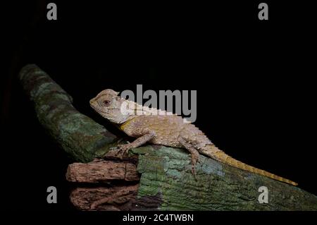 juvenile Hump-nosed Lizard (Lyriocephalus scutatus) clinging to a branch at night in Sri Lanka. Stock Photo