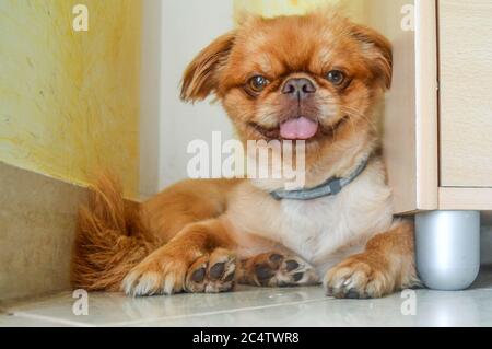 Close up shot of a pekingese short hair puppy Stock Photo