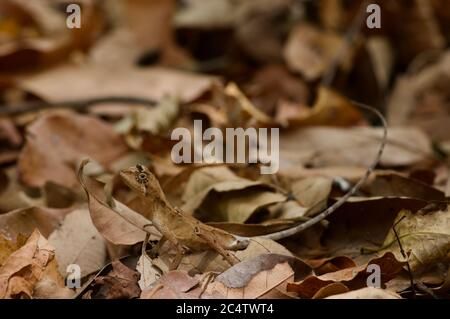 A Black-spotted Kangaroo Lizard (Otocryptis nigristigma) camouflaged in leaf litter in Pidurungala, Sri Lanka Stock Photo