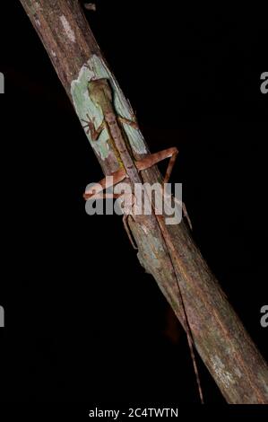 A Black-spotted Kangaroo Lizard (Otocryptis nigristigma) resting at night in Pidurungala, Sri Lanka Stock Photo