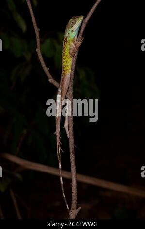 A Black-spotted Kangaroo Lizard (Otocryptis nigristigma) resting at night in Pidurungala, Sri Lanka Stock Photo