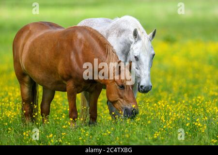 White and brown horse on field of yellow flowers. Farm animals on meadow Stock Photo