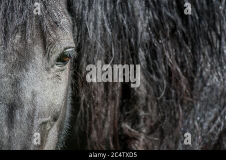 Eye of a black horse, lit by the sun. Focus on the eyelashes. Animal on farm